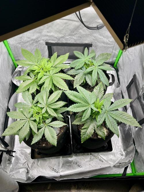 Grandmommy Purple. Week 5