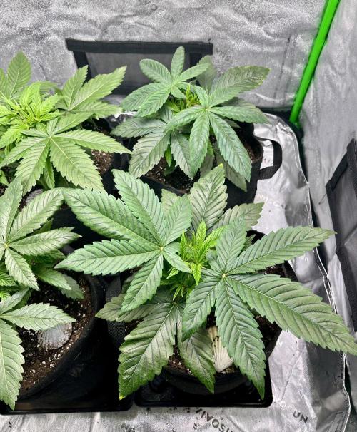 Grandmommy Purple. Week 5