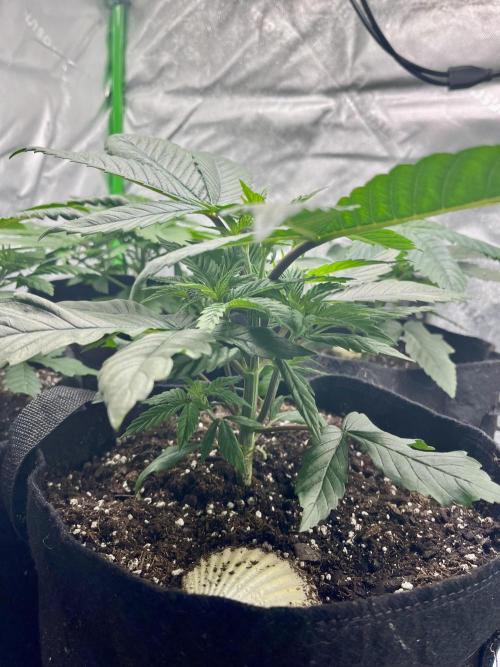 Grandmommy Purple. Week 5