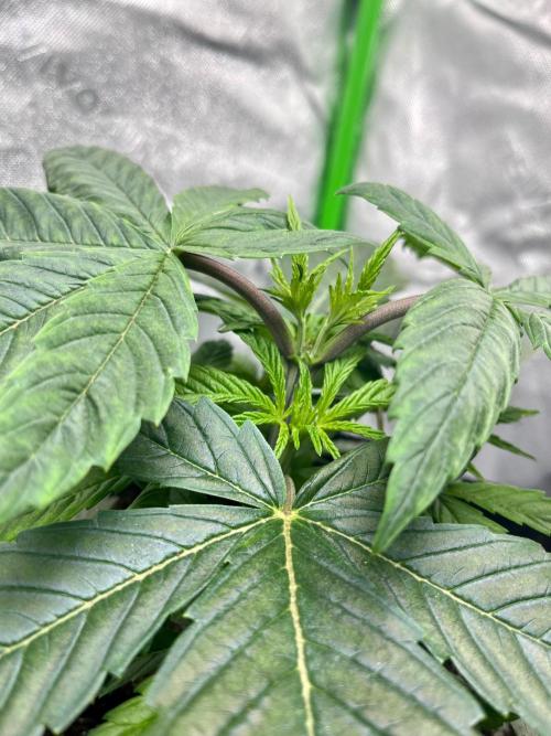 Grandmommy Purple. Week 5