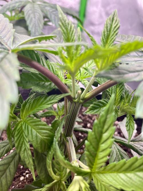 Grandmommy Purple. Week 5
