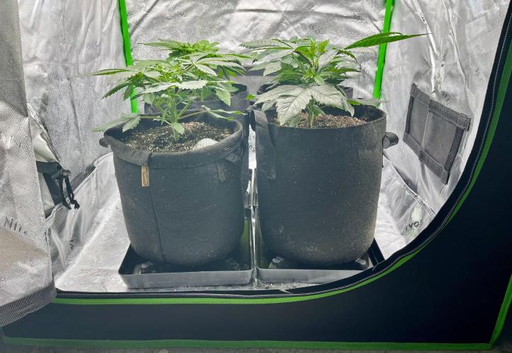 Grandmommy Purple. Week 5