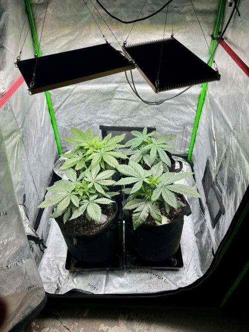 Grandmommy Purple. Week 5