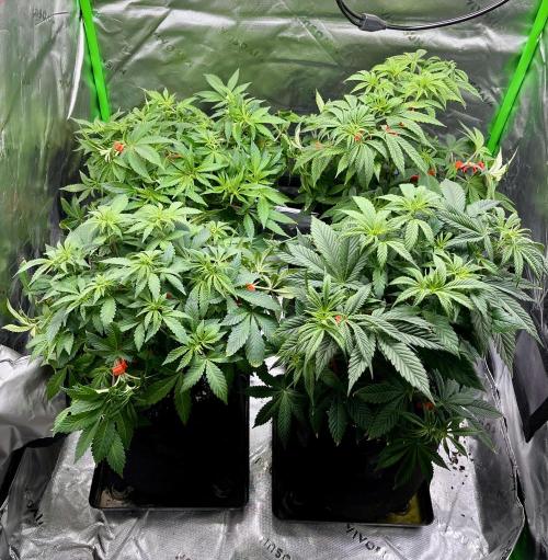 Blue Zushi. Week 8
