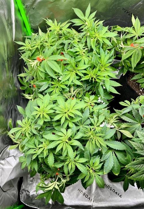 Blue Zushi. Week 8