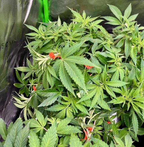 Blue Zushi. Week 8