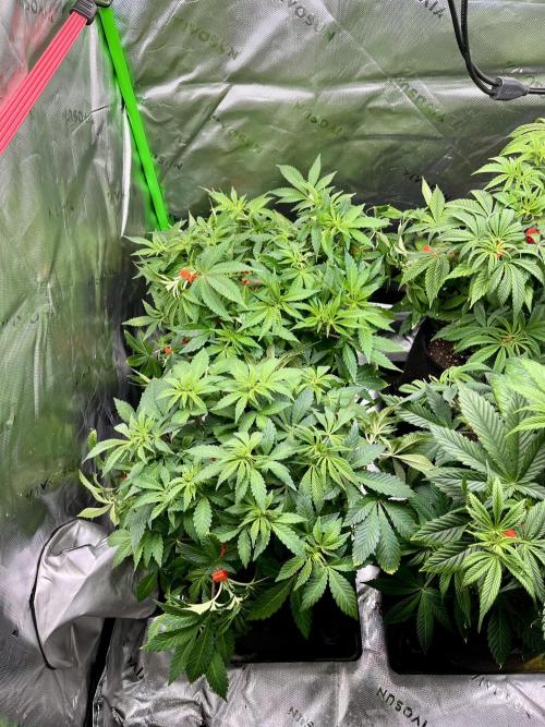 Blue Zushi. Week 8