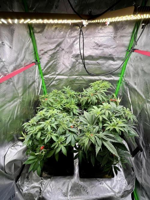 Blue Zushi. Week 8