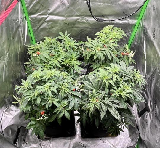 Blue Zushi. Week 8