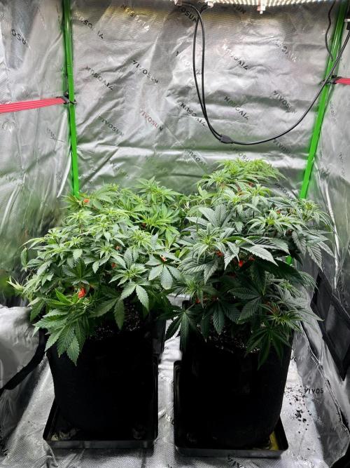 Grandmommy Purple. Week 8