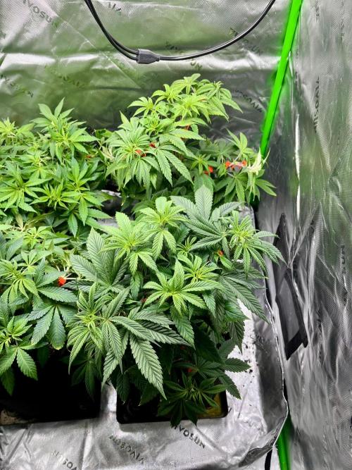 Grandmommy Purple. Week 8