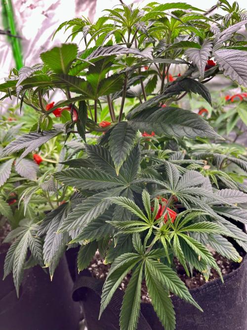 Grandmommy Purple. Week 8