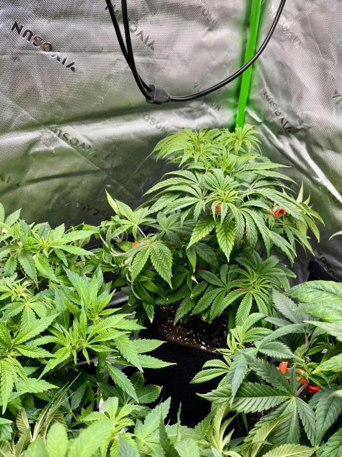 Grandmommy Purple. Week 8