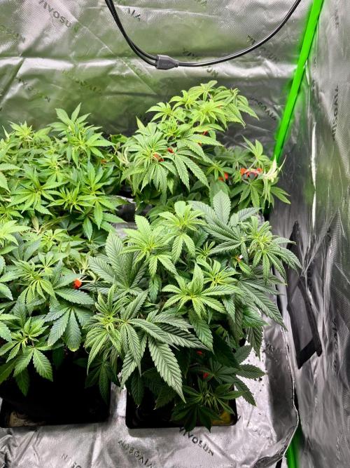 Grandmommy Purple. Week 8