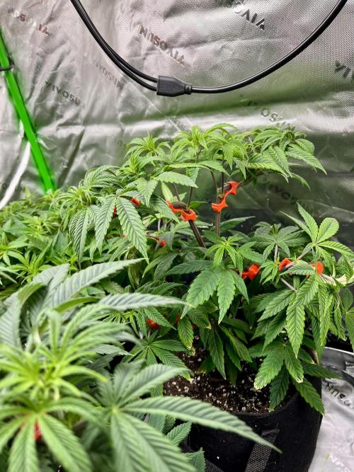Grandmommy Purple. Week 8