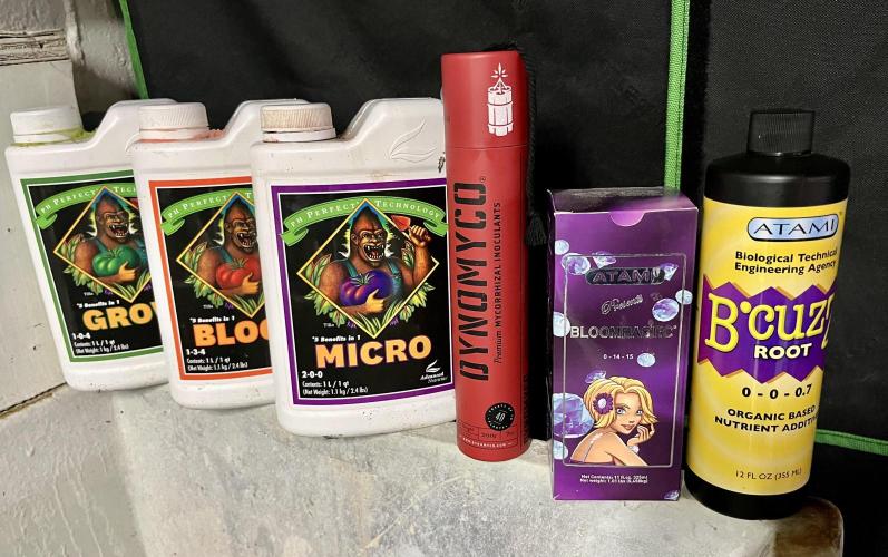 Grandmommy Purple. Week 2 - The line up 