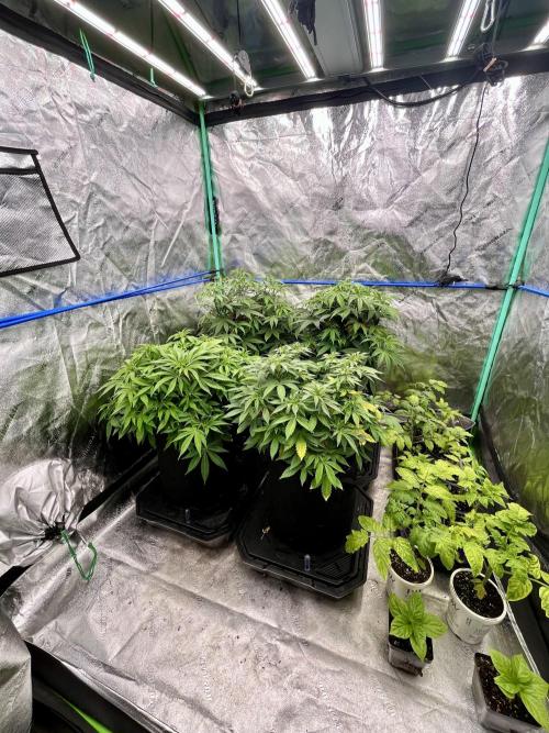 Grandmommy Purple. Week 9