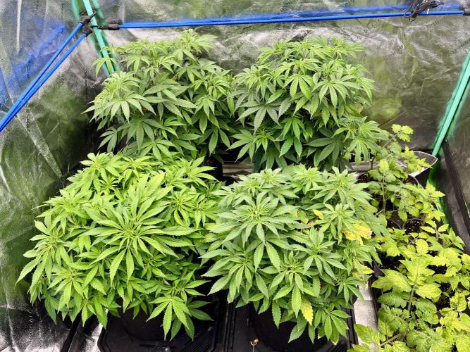 Blue Zushi. Week 9