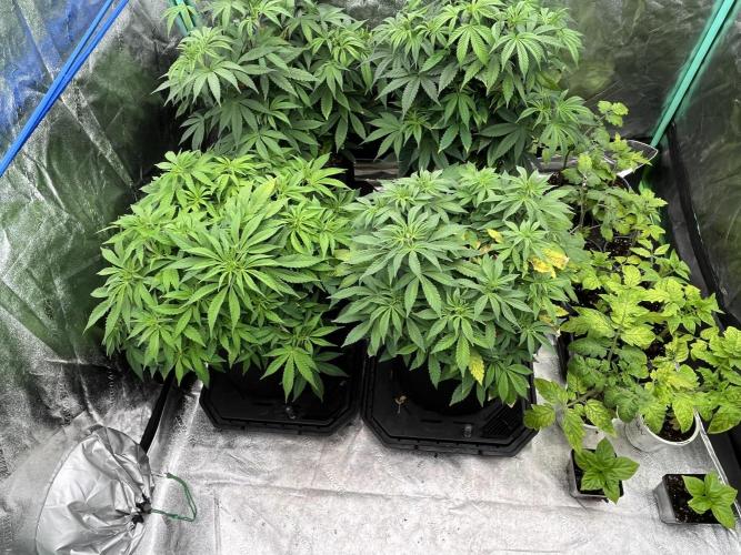 Blue Zushi. Week 9