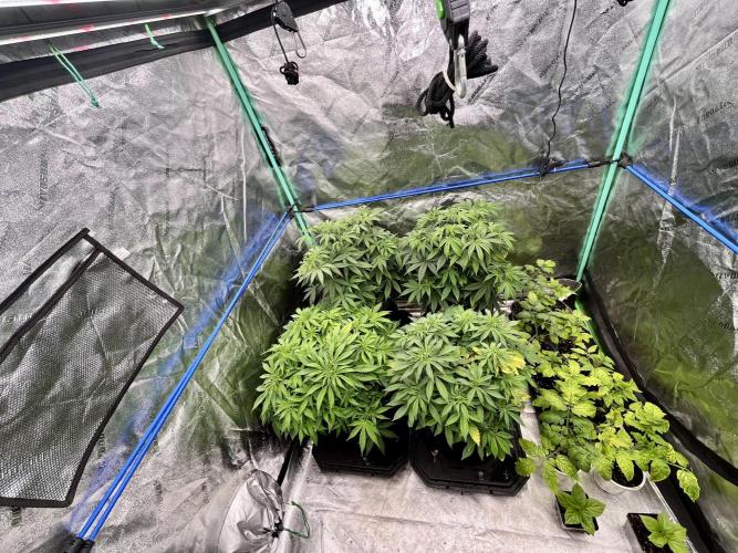 Blue Zushi. Week 9