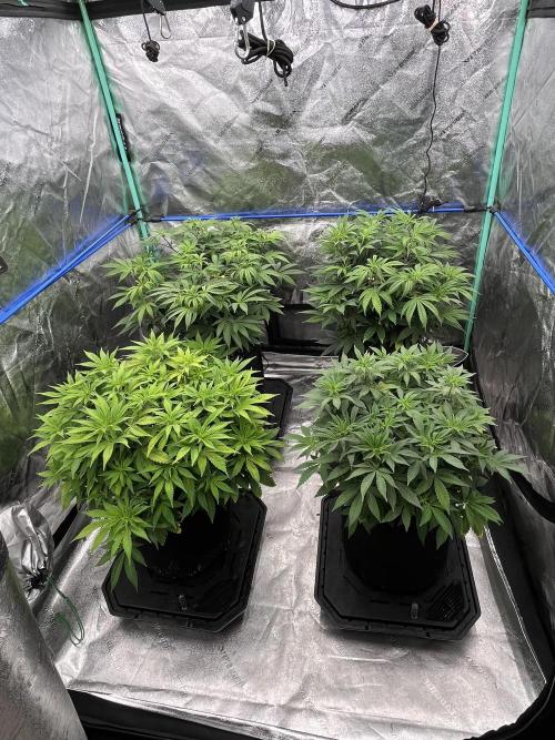 Blue Zushi. Week 10