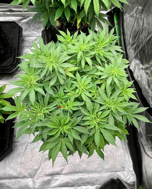 Blue Zushi. Week 10