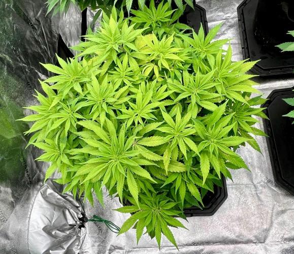Blue Zushi. Week 10
