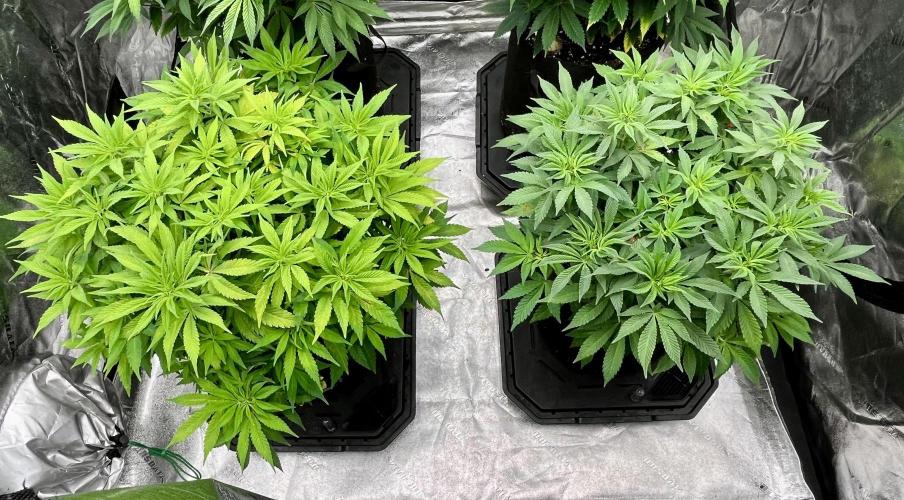 Blue Zushi. Week 10