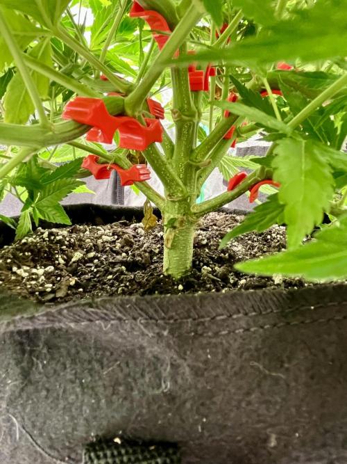 Blue Zushi. Week 10