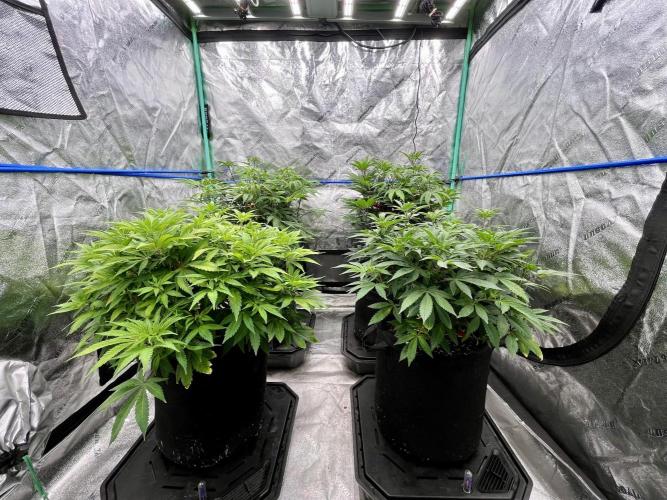 Ocean Forest Potting Soil. Week 10
