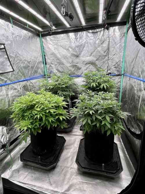 Grandmommy Purple. Week 10