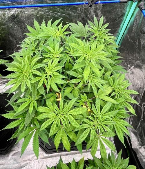 Grandmommy Purple. Week 10
