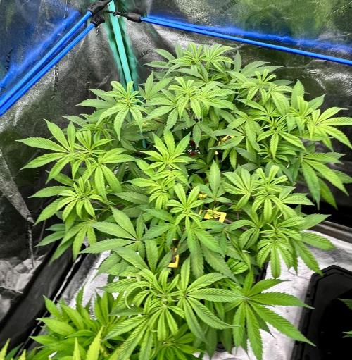 Grandmommy Purple. Week 10