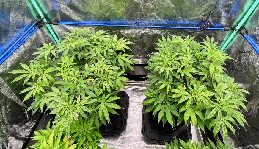 Grandmommy Purple. Week 10