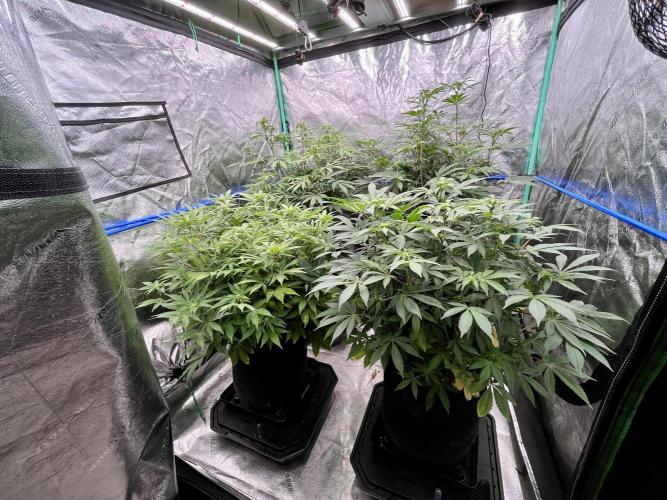 Blue Zushi. Week 11