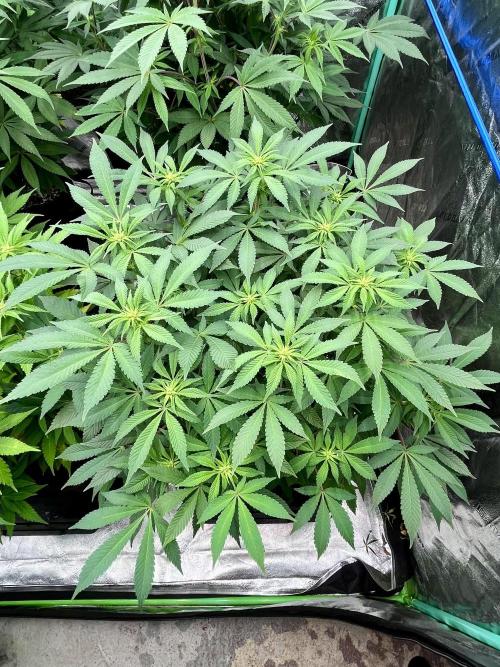 Blue Zushi. Week 11