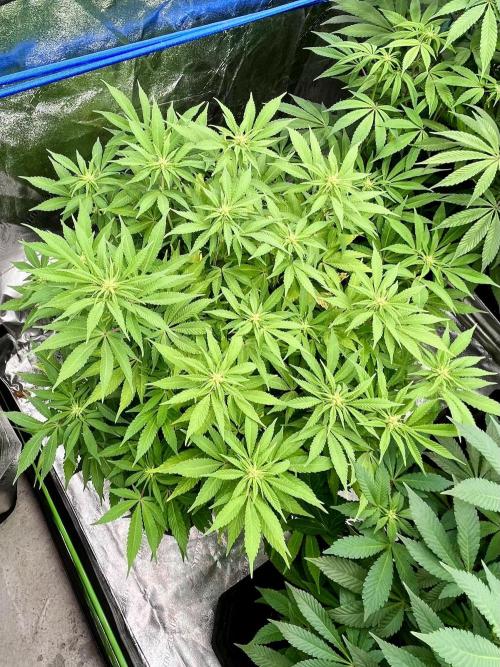 Blue Zushi. Week 11