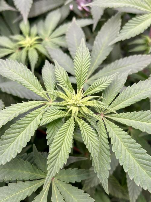 Blue Zushi. Week 11