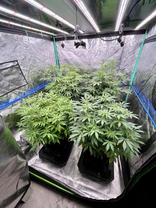 Grandmommy Purple. Week 11