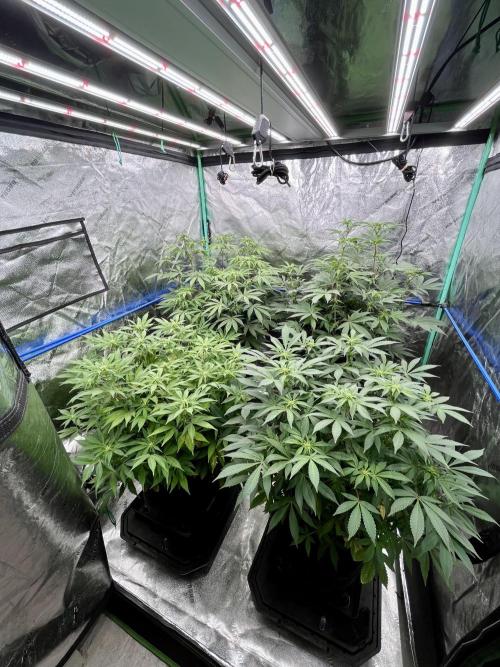 Grandmommy Purple. Week 11
