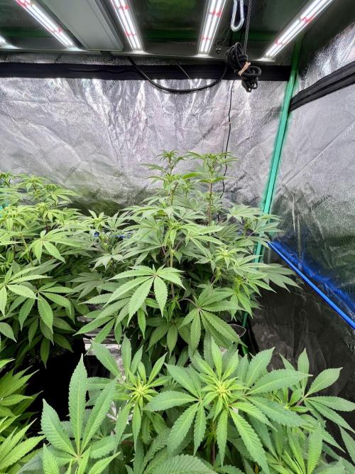 Grandmommy Purple. Week 11