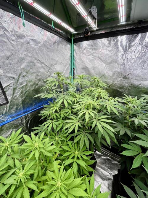 Grandmommy Purple. Week 11