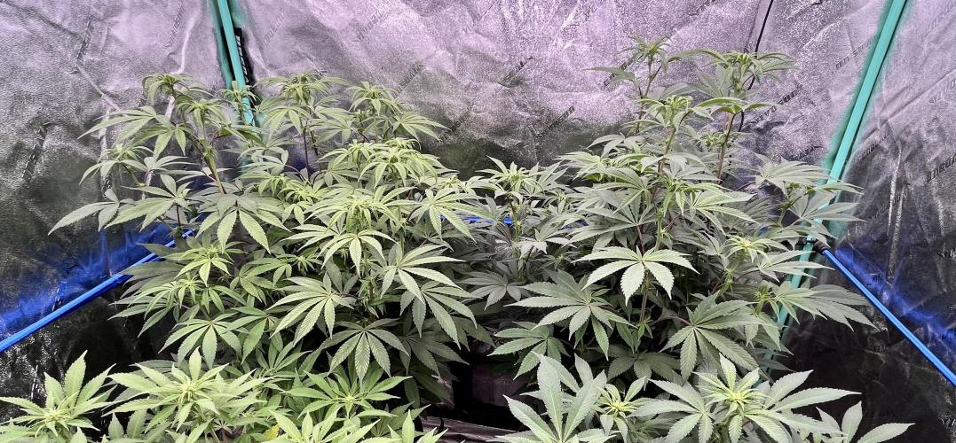 Grandmommy Purple. Week 11