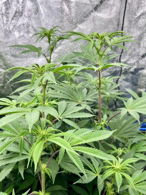 Grandmommy Purple. Week 11