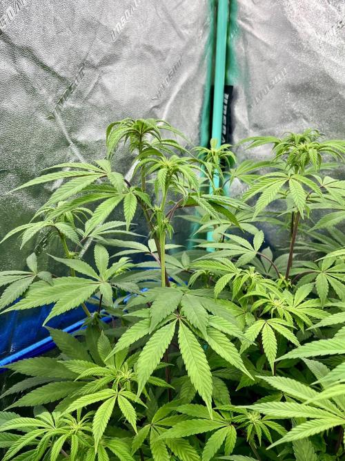 Grandmommy Purple. Week 11