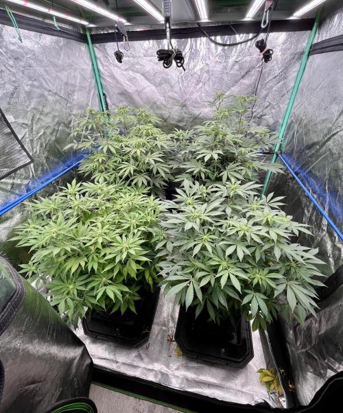 Grandmommy Purple. Week 11