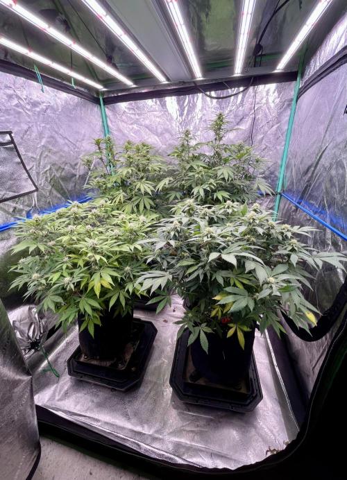Blue Zushi. Week 13