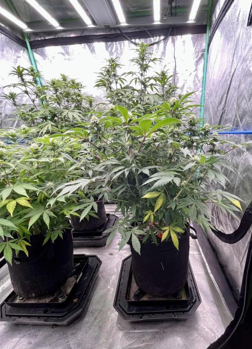 Blue Zushi. Week 13