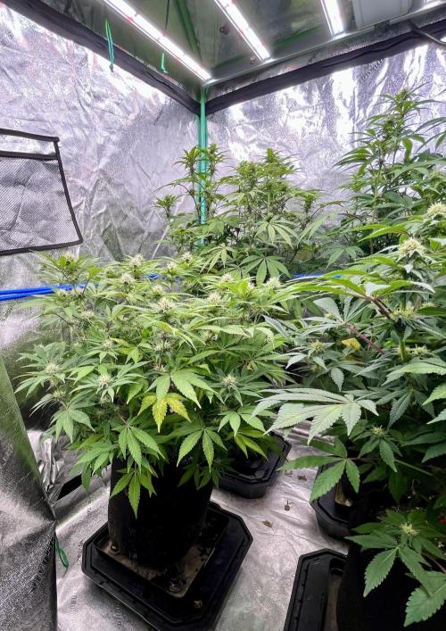 Blue Zushi. Week 13
