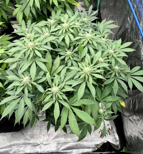 Blue Zushi. Week 13